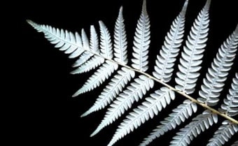 Silver Tree Fern (Alsophila dealbata)