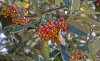 Whitebeam Aria edulis